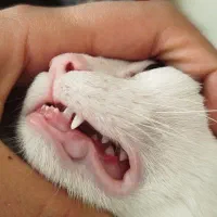 گربه