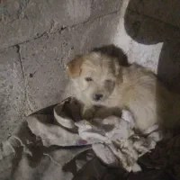 ۵عدد توله شیتزو‌برای فروشی|سگ|ری, دولت‌آباد|دیوار