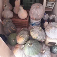 کدو بهاره وپاییزه