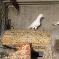 ماکت کبوتر