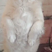 سگ پامر پا کوتاه