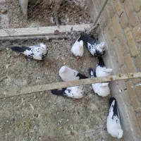 کبوتر دمی|پرنده|شیراز, حومه شیراز|دیوار