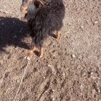 حیوانات مزرعه