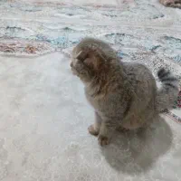 گربه اسکاتیش بریتیش دبل فولد گلد