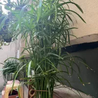 مرداب