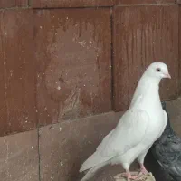 سفید نوک ریز چشم زرد ماده
