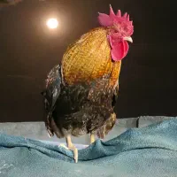 خروس مرغ غاز اردک بوقلمون