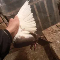 کبوتر زرد با دمی|پرنده|بروجرد, |دیوار