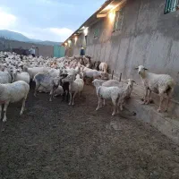 استخدام کارگر و چوپان برای دامداری