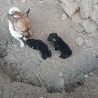 دوعدد طوله|سگ|آذرشهر, |دیوار