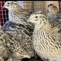 تعدادی بلدرچین تخمگذار