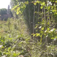 فروش باغ میوه در روستای پیرموسی