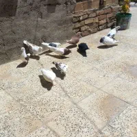 کبوتر