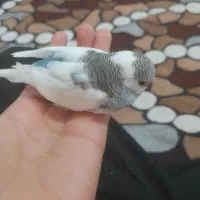 جوجه مرغ عشق|پرنده|کرمان, |دیوار