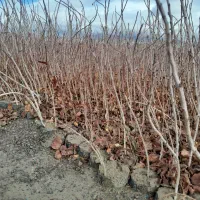 نهال پسته یکساله|خدمات باغبانی و درختکاری|حنا, |دیوار