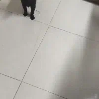 توله شیتزو چهارماهه|سگ|مسجد سلیمان, |دیوار