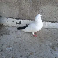 کبوتر رنگی|پرنده|نگین شهر, |دیوار