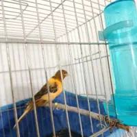 قناری ابلغ لاکی نر