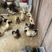 اردک بگ بگی دونه ای ۲۸۰