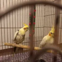 یک جفت عروس هلندی|پرنده|حمیدیا, |دیوار