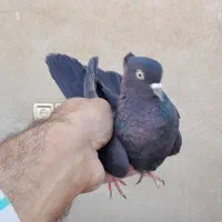 کبوتر گرفتنی جوجه انگلیسی پاکستانی زرد دم سفید۱۰