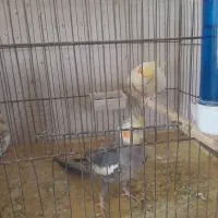 یک جفت طوطی عروس با جوجه|پرنده|قم, سراجه|دیوار