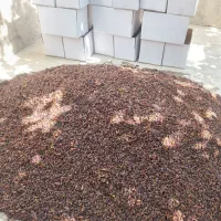 کشمش آفتابی