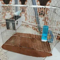 کوتوله آبی|پرنده|زابل, |دیوار