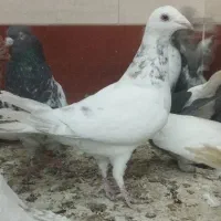 سه تا نر پرشی زرنگ|پرنده|اسلام‌شهر, شهرک سعیدیه|دیوار