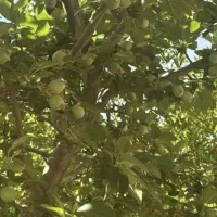 فروش فوری باغ