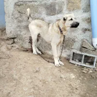 واگذاری سرابی نر چهار ماه و نیم