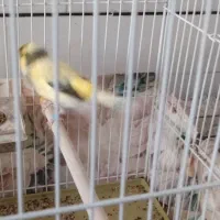 قناری نر ابلغ گلاستر تن نخورده درشت و خونگی|پرنده|آران و بیدگل, |دیوار