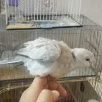 کبوتر. زینتی فروش فوری|پرنده|باوی, |دیوار