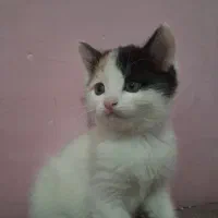 ۴عدد بچه گربه همراه با مادرشان واگذار میشوند