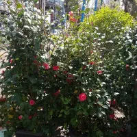 درختچه کاملیا