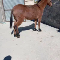 دوعدد قاطر زد