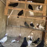 طوقی|پرنده|اصفهان, خواجو|دیوار