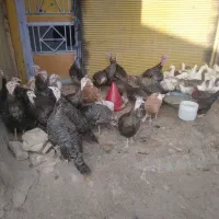 خرید وفروش مرغ وخروس بوقلمون