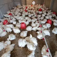 فروش مرغ گوشتی|حیوانات مزرعه|قائمشهر, |دیوار