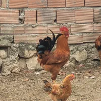 فروش مرغ و خروس و جوجه محلی و جوجه اردک اسرائیلی