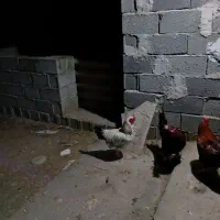 خروس یکساله