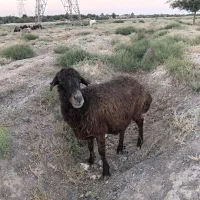میش