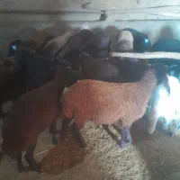 ۱۵عدد بره ماده|حیوانات مزرعه|نقده, |دیوار