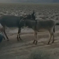 الاغ با کره