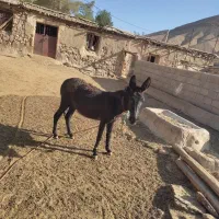 خر ماده