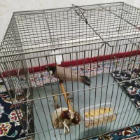 سهره اهوازی