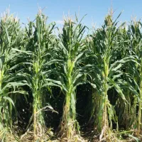 زمین کشاورزی|فروش دفتر صنعتی، کشاورزی، تجاری|روانسر, |دیوار