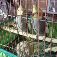 عروس هلندی|پرنده|تربتحیدریه, رضاشهر|دیوار