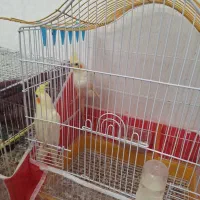 عروس هلندی|پرنده|بردسکن, |دیوار