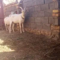 سلام 4عد بره حدودا 50 کیلو فروشی